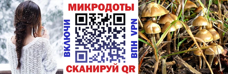 Псилоцибиновые грибы Psilocybine cubensis  Купить где  Михайлов 